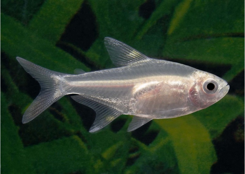 Pristella gold