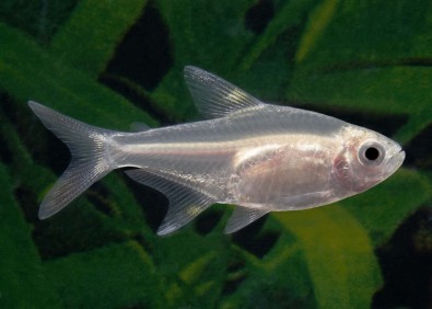 Pristella gold