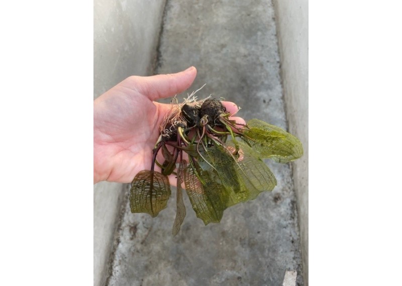 Aponogeton madagascariensis - Bulbe