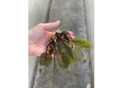 Aponogeton madagascariensis - Bulbe