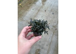 Bucephalandra caterina -...