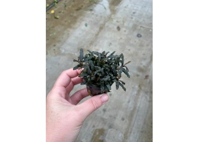 Bucephalandra caterina - Pot de 5cm