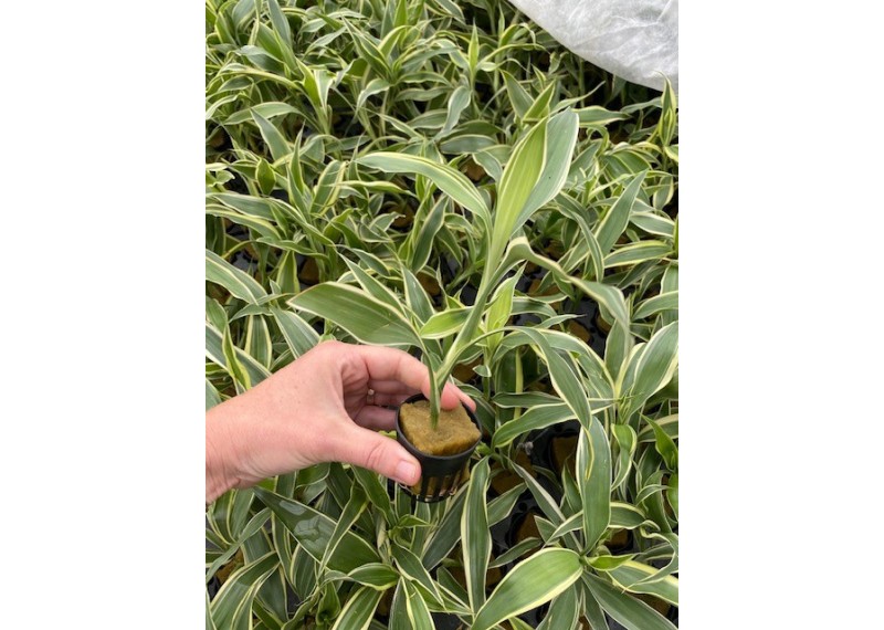 Dracaena sandriana wit - Pot de 5cm (terrarium)