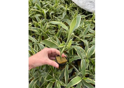 Dracaena sandriana wit - Pot de 5cm (terrarium)