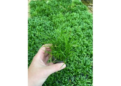 Lilaeopsis mauritius - Pot de 5cm