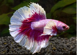 Betta halfmoon select mâle...