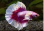 Betta halfmoon select mâle lavender