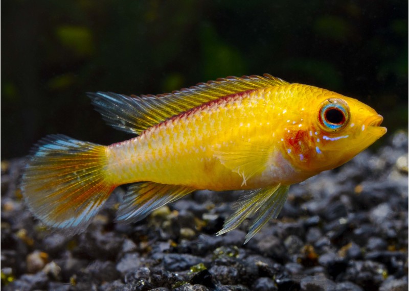 Apisto agassizi fire red