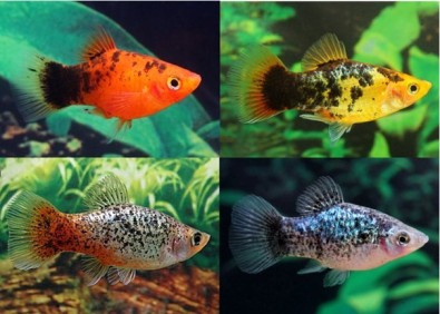 Platy calico assortis