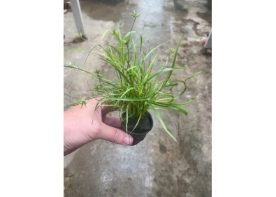 Juncus repens - Pot de 5cm