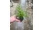 Juncus repens - Pot de 5cm
