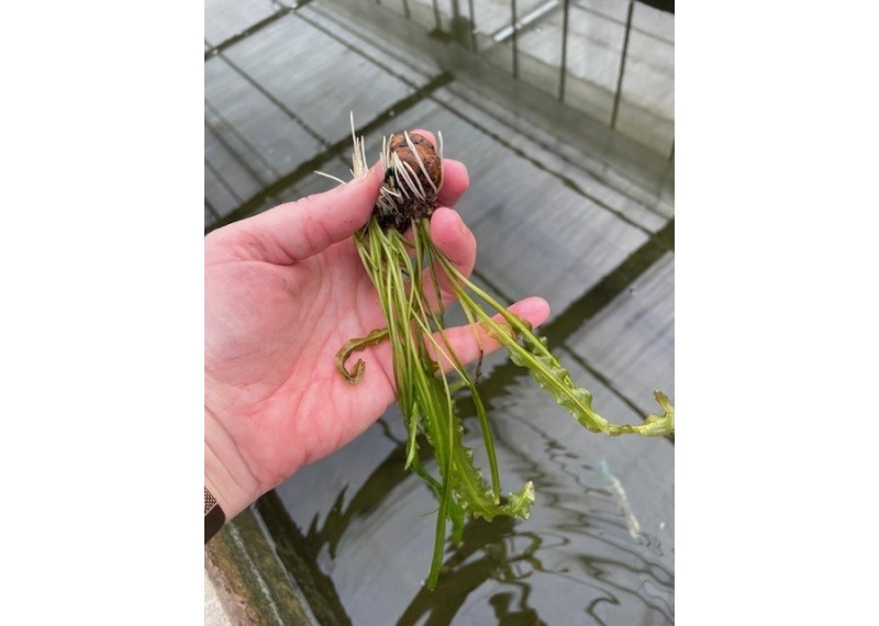 Aponogeton longiplumulosis - Bulbe