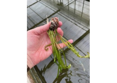 Aponogeton longiplumulosis - Bulbe