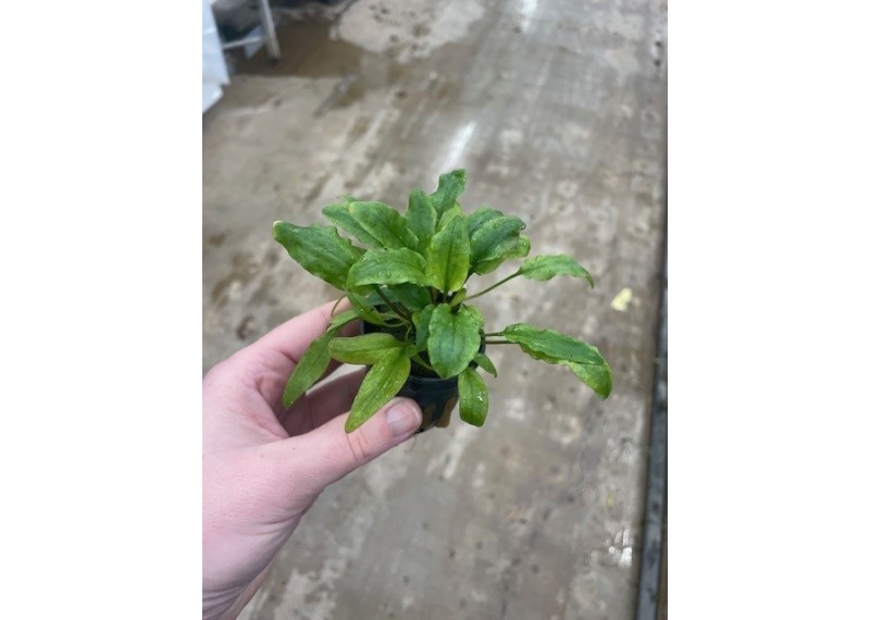 Cryptocoryne willissii - Pot de 5cm