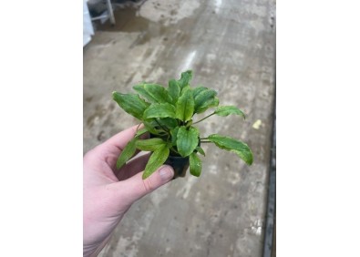 Cryptocoryne willissii - Pot de 5cm