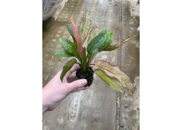 Echinodorus rose - Pot de 5cm
