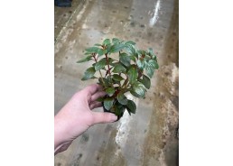 Echnodorus red diamond -...