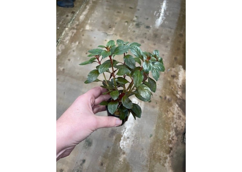 Echnodorus red diamond - Pot de 5cm