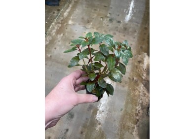 Echnodorus red diamond - Pot de 5cm