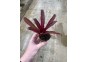 Guzmania (bromelia) - Pot de 5cm (terrarium)