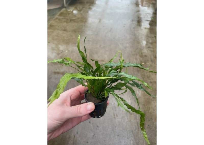 Microsorum mini - Pot de 5cm