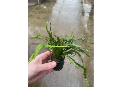 Microsorum mini - Pot de 5cm