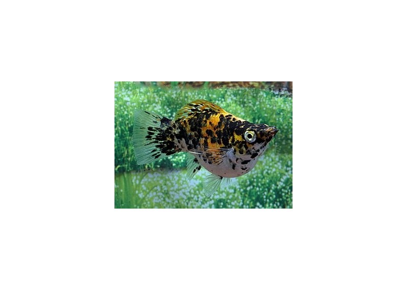 Molly ballon safran dalmatien