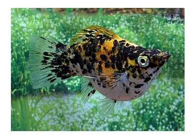 Molly ballon safran dalmatien