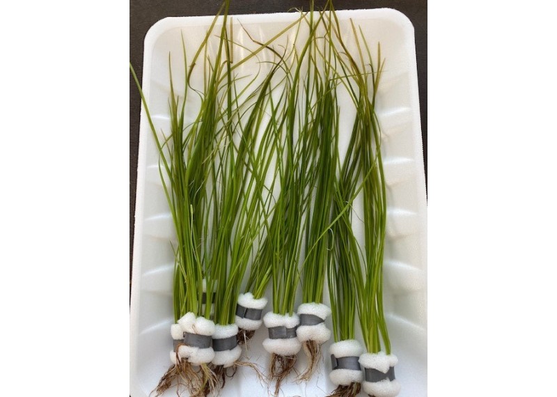 Vallisneria natans - Bouquet