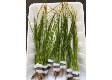 Vallisneria natans - Bouquet