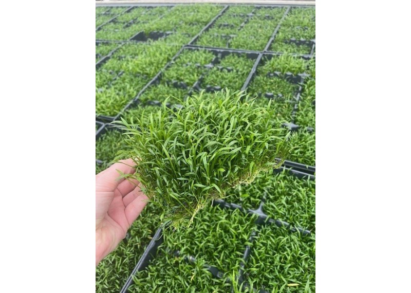 Lilaeopsis novea zelandia sur tapis (10x15 cm)