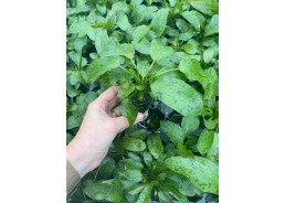 Echinodorus ozelot groen...