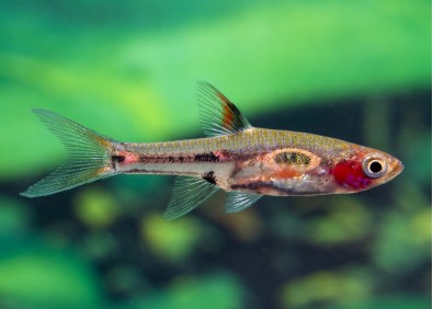 Rasbora merah