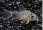 Corydoras similis