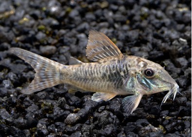 Corydoras septentrionalis