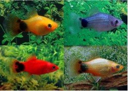 Platy mickey assortis