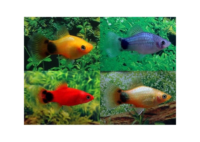 Platy mickey assortis