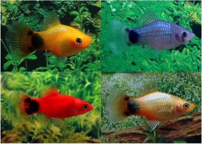 Platy mickey assortis