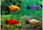 Platy mickey assortis