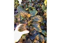 Anubias coffeifolia - Pot...