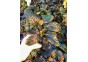 Anubias coffeifolia - Pot de 5cm