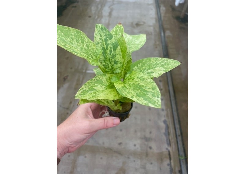 Echinodorus cordofolius marble - Pot de 5cm