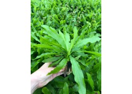 Echinodorus major (martii)...