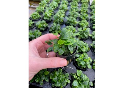 Schismatoglottis prietori 5 cm