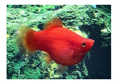 Platy corail rouge