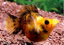 Molly ballon poussière d'or