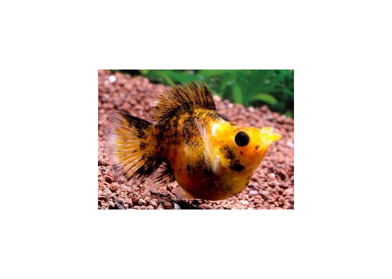 Molly ballon poussière d'or