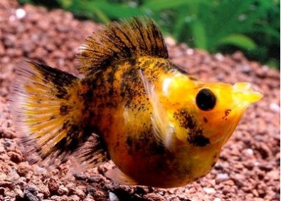 Molly ballon poussière d'or