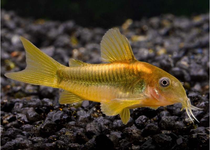 Corydoras gold laser CW-010