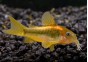 Corydoras gold laser CW-010